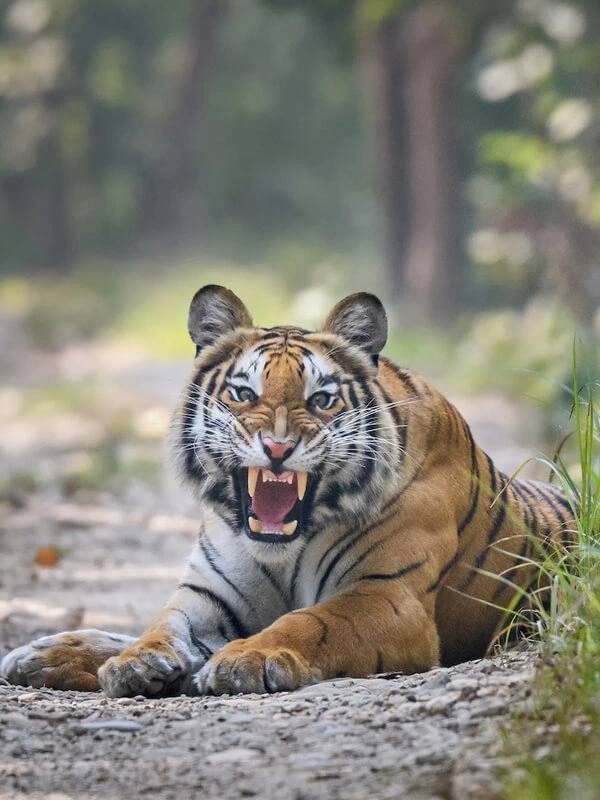 Jungle Safari in Nepal