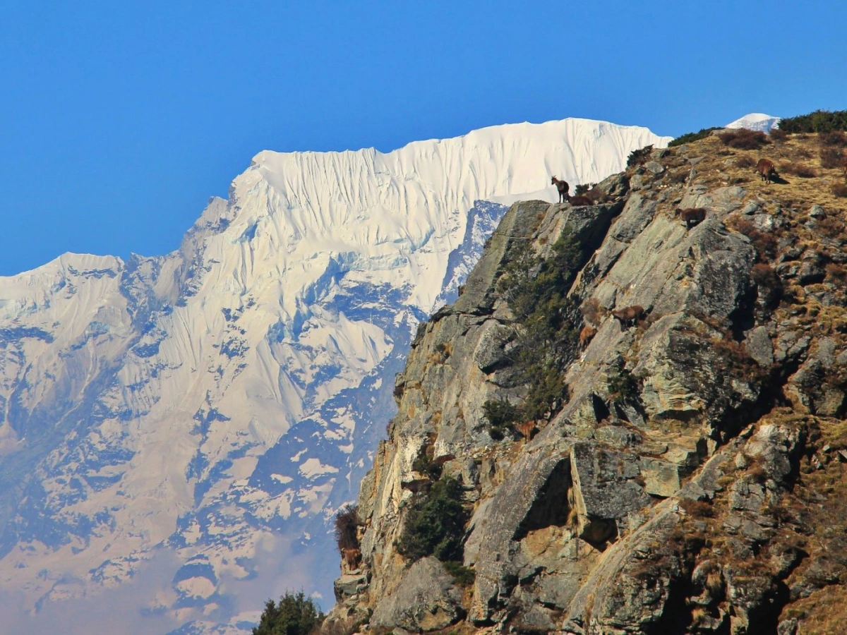 Himalayan Tahr at Shomare