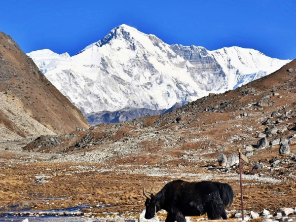 Cho oyu