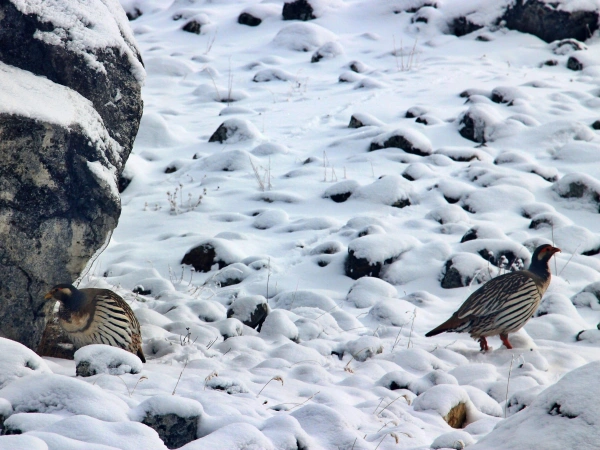 Tibetan snowcock