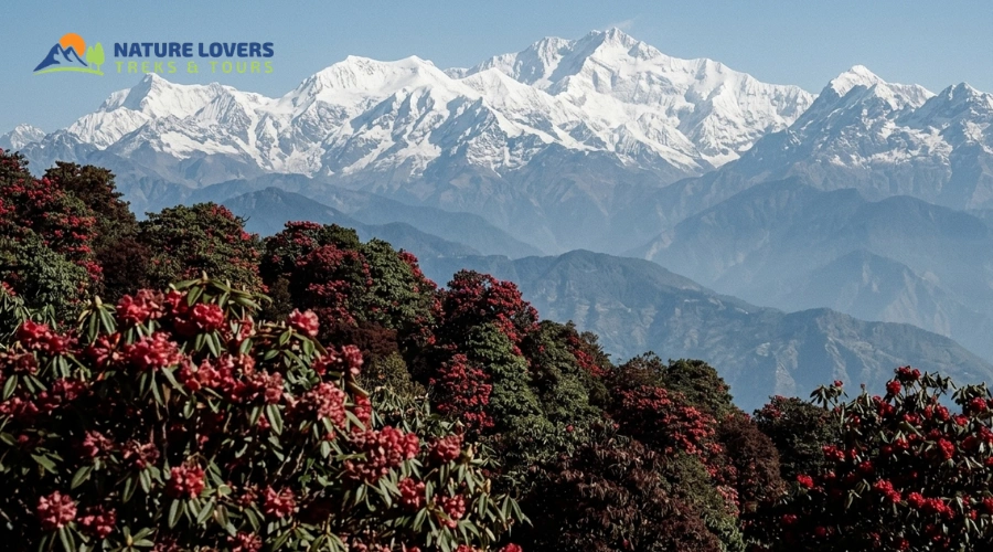 from-Poon Hill