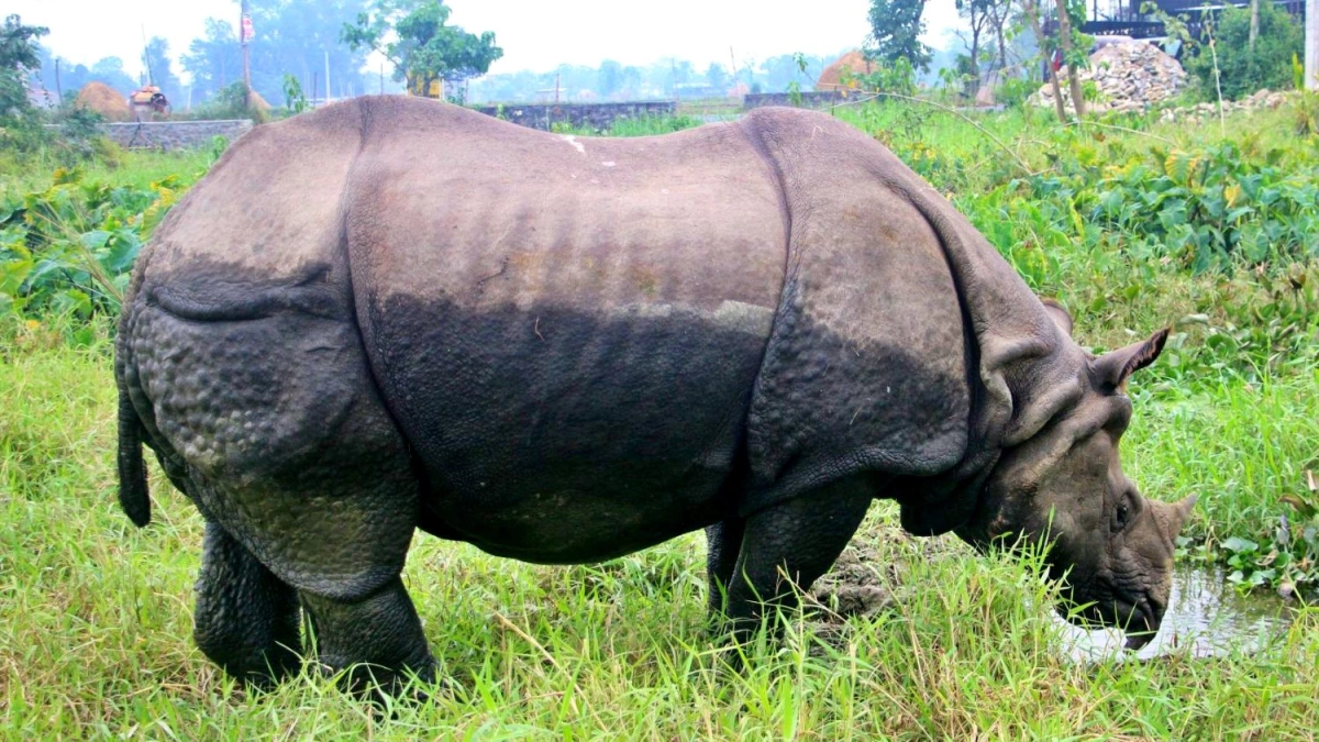 one-horned-rhino